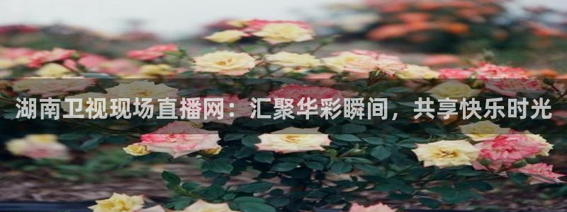 乐球直播最新版